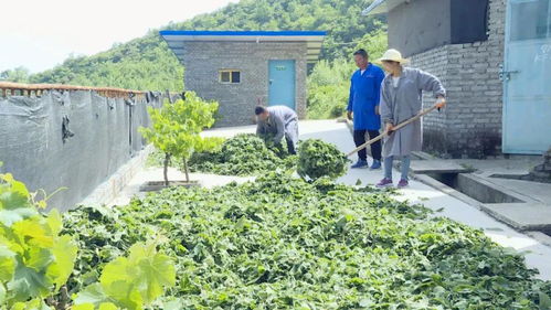 蘇陜協(xié)作助力略陽產(chǎn)業(yè)扶貧 農(nóng)林牧漁融合發(fā)展之路