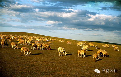 呼倫貝爾，不僅有最美的夏天，還有童話般的金秋——農林牧漁的豐盈畫卷