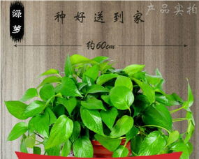 武漢三鎮植物租賃服務 免費上門打造綠色辦公與生活空間