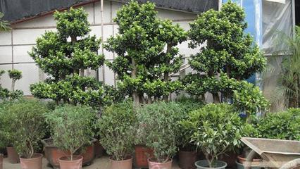 上海思羽園林綠化 專業(yè)花卉租賃，為寫(xiě)字樓與生活空間注入自然生機(jī)