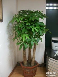 上海辦公室綠植租擺與花卉租賃服務(wù) 專業(yè)園林綠化，價格實惠，助力商務(wù)環(huán)境升級