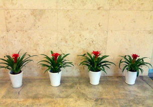 花卉綠植盆栽租賃出售園林綠化養(yǎng)護庭院設(shè)計草坪種植假山?jīng)鐾?深圳鮮花綠植 綠化植物租賃