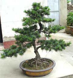 專業(yè)綠意，悅享空間 深圳電視臺攜手指定園藝公司打造高品質(zhì)室內(nèi)植物租擺與養(yǎng)護服務(wù)