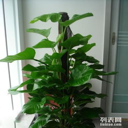 綠色煥新 浦東新區(qū)植物租賃與綠化養(yǎng)護服務(wù)全解析